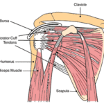 Shoulder Pain: More Than Meets the Eye By Dr. Vince DiSaia