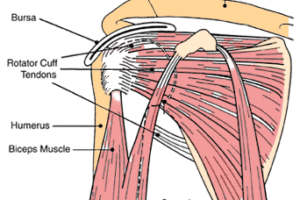 Shoulder Pain: More Than Meets the Eye By Dr. Vince DiSaia